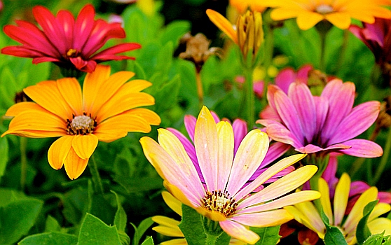 Nomes de Flores de A a Z com fotos e significados